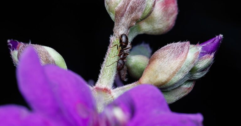 7 Scents That Ants Absolutely Hate (And Actually Work) - Featured image