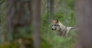 A Wolf Just Walked Into Sequoia for the First Time in 100 Years. Here's Her Story Gray Wolf in forest