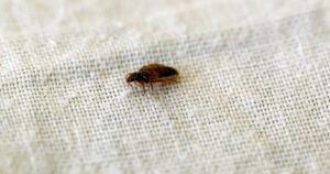 10 Natural Scents That Actually Help To Repel Bed Bugs A bed bug, Cimex lectularius, on a bed sheet.
