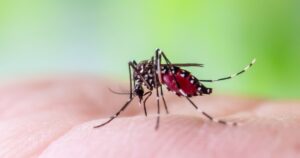 Why Millions of Engineered Mosquitoes Backed by Google Are Being Released in California and Florida Aedes aegypti mosquitoes on human hand