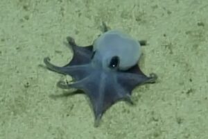 This Tiny Blue Octopus Was Found 5,800 Feet Deep — And It Rewrote the Rulebook Blue Octopus
