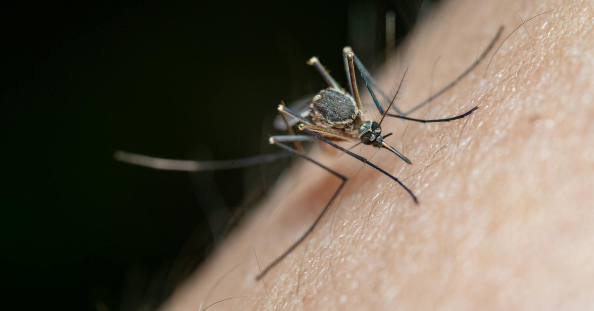 Detailed macro shot of a mosquito on human skin, highlighting nature and insect life.