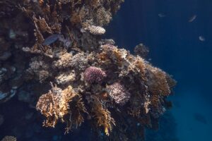 Scientists Discover a Hidden Coral World Beneath the Ocean — Nearly the Size of Vatican City Explore the colorful coral reef underwater in Marsa Alam, Egypt's Red Sea.