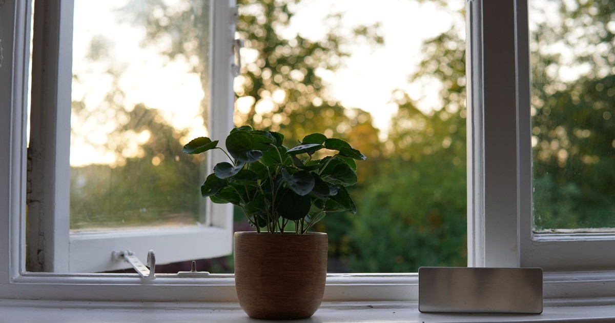 A lush green potted plant sits on a windowsill with a scenic outdoor view at sunrise.