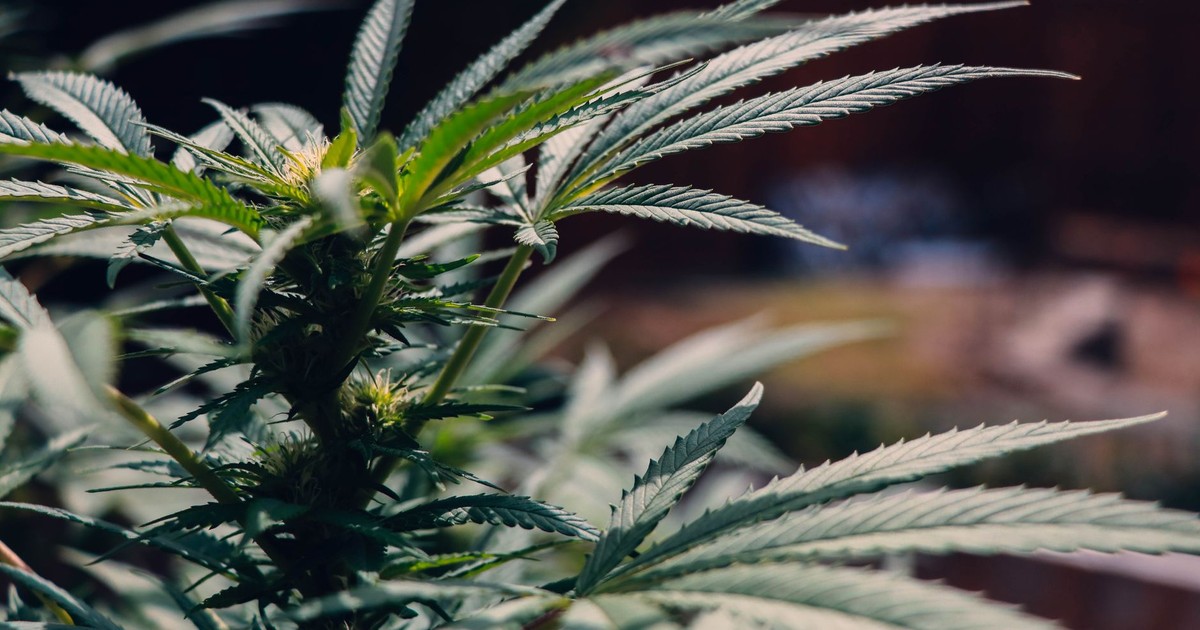 2 Cannabis Compounds May Be the Secret to Help Millions With Fatty Liver Disease, Scientists Say