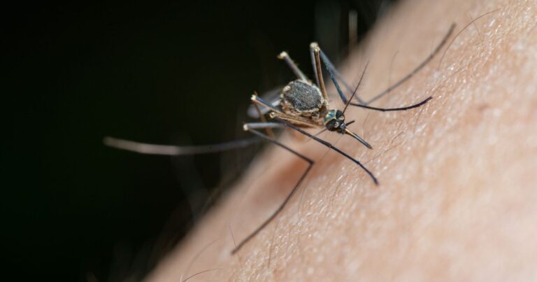 5 Home Tricks That Actually Stop Mosquitoes From Feasting on You - Featured image