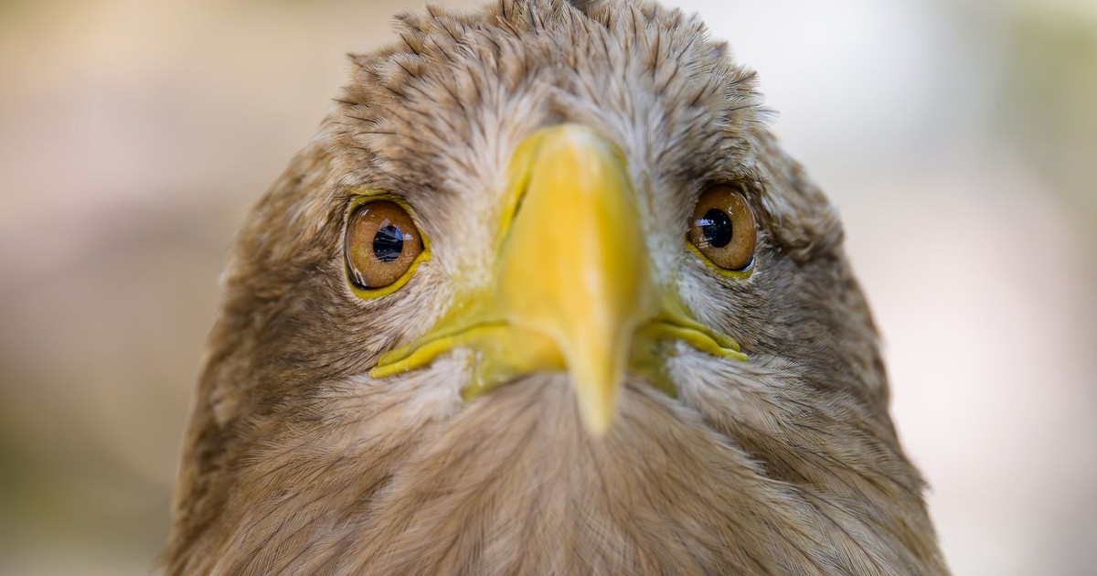 Intense close-up view of a majestic eagle focusing on its piercing eyes and sharp beak.