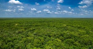 Expansive aerial view of the dense green jungle covering the Yucatán Plateau in Mexico. Captured by drone, this scene highlights the lush vegetation and natural beauty of the region.