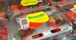Driscoll's Faces Consumer Lawsuit Over Claims of 'Forever Chemicals' in Its Strawberries Bandar Seri Begawan, Brunei Darussalam - December 6 2025 : Packaged Australian fresh produce displayed for sale at a local supermarket. These perishable fruits are imported into Brunei via air freight