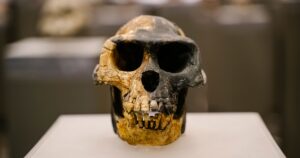 The 4.4-Million-Year-Old Skeleton Rewriting Human Evolution Tbilisi, Georgia - February 19, 2026 Ardipithecus ramidus Fossil Skull Ardi on Display in a Museum Exhibit