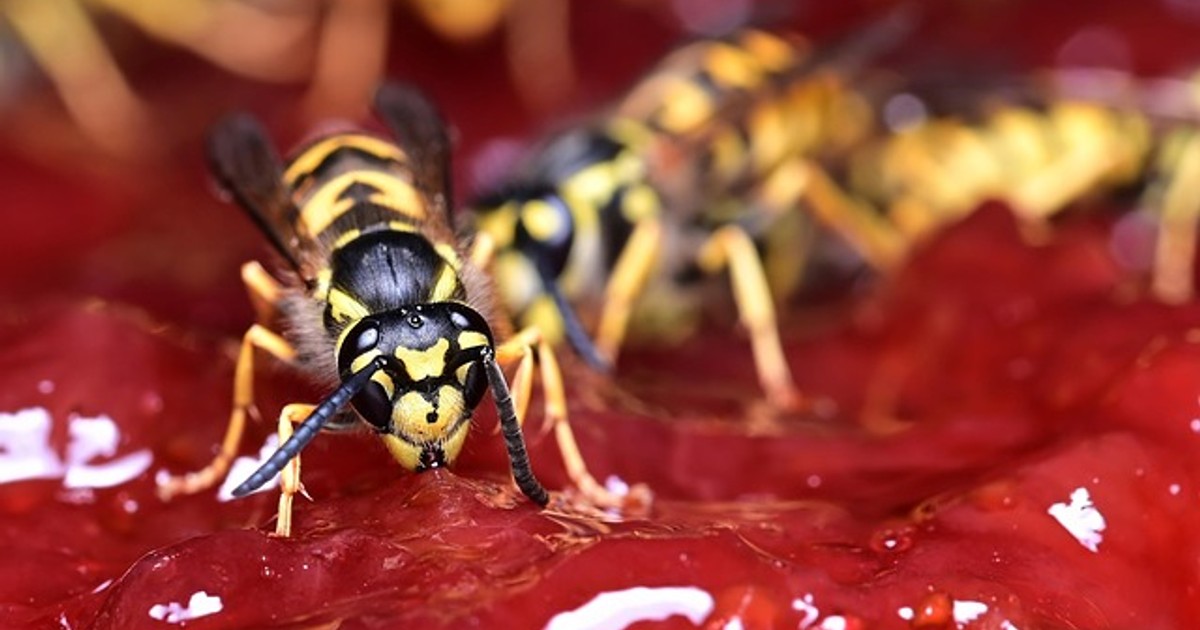 wasp