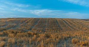Rural agricultural landscape in Lewiston, Utah, with rows of golden stubble under a clear blue sky.