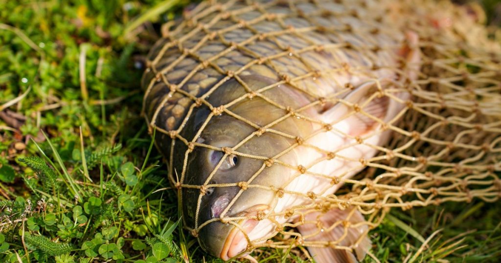 Scientists Confirm Rare “Transmissible” Cancer in Freshwater Fish - Featured image