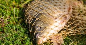 Scientists Confirm Rare “Transmissible” Cancer in Freshwater Fish Close-up of a carp fish caught in a net lying on vibrant green grass.