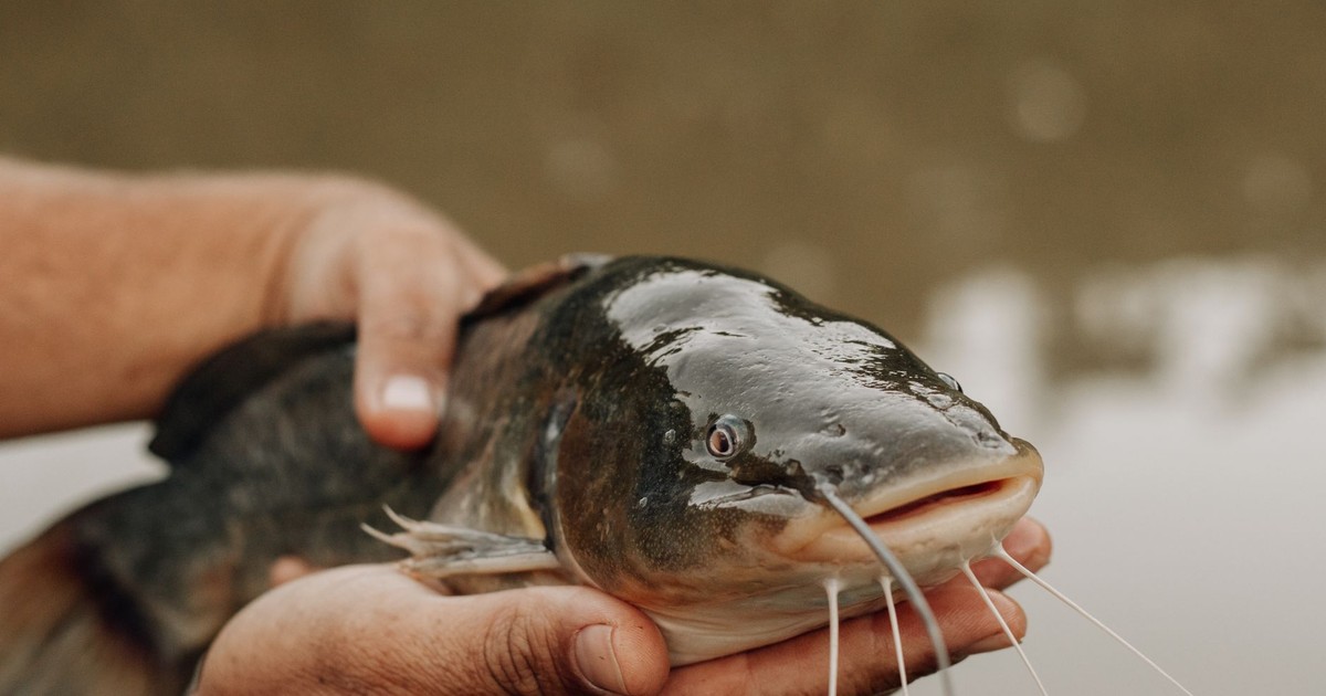 A detailed close-up of a person holding a catfish near a water body, showcasing its features.