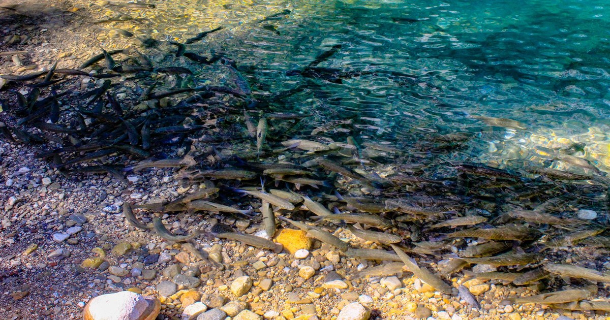 Crystal clear water at a rocky shore teeming with a vibrant school of fish.