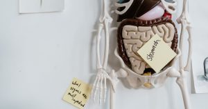 How Long Poop Stays in Your Body Could Have a Surprisingly Big Impact on Your Disease Risk Close-up of anatomical model with sticky notes highlighting the stomach and other parts.