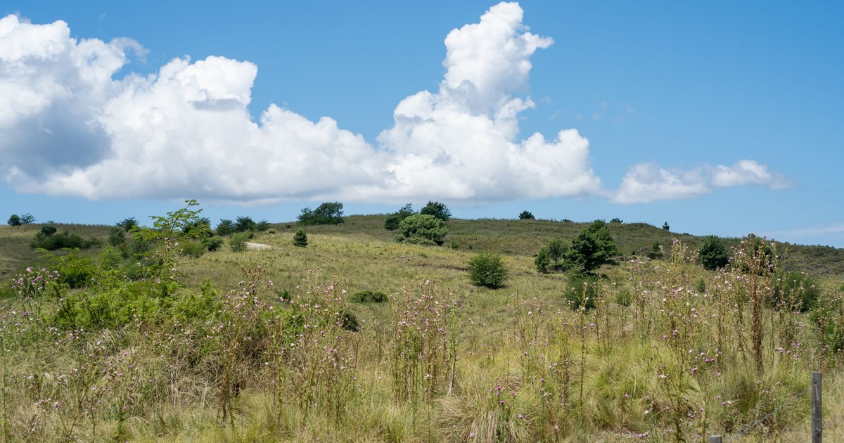 A vibrant landscape in Córdoba, Argentina featuring wildflowers and clear blue skies.