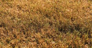 7 Real Reasons Your Lawn Is Turning Brown (Even With Regular Watering) Close-up of brown and green grass under bright sunlight, showcasing a dry lawn in early autumn.