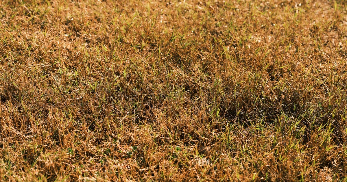 7 Real Reasons Your Lawn Is Turning Brown (Even With Regular Watering)