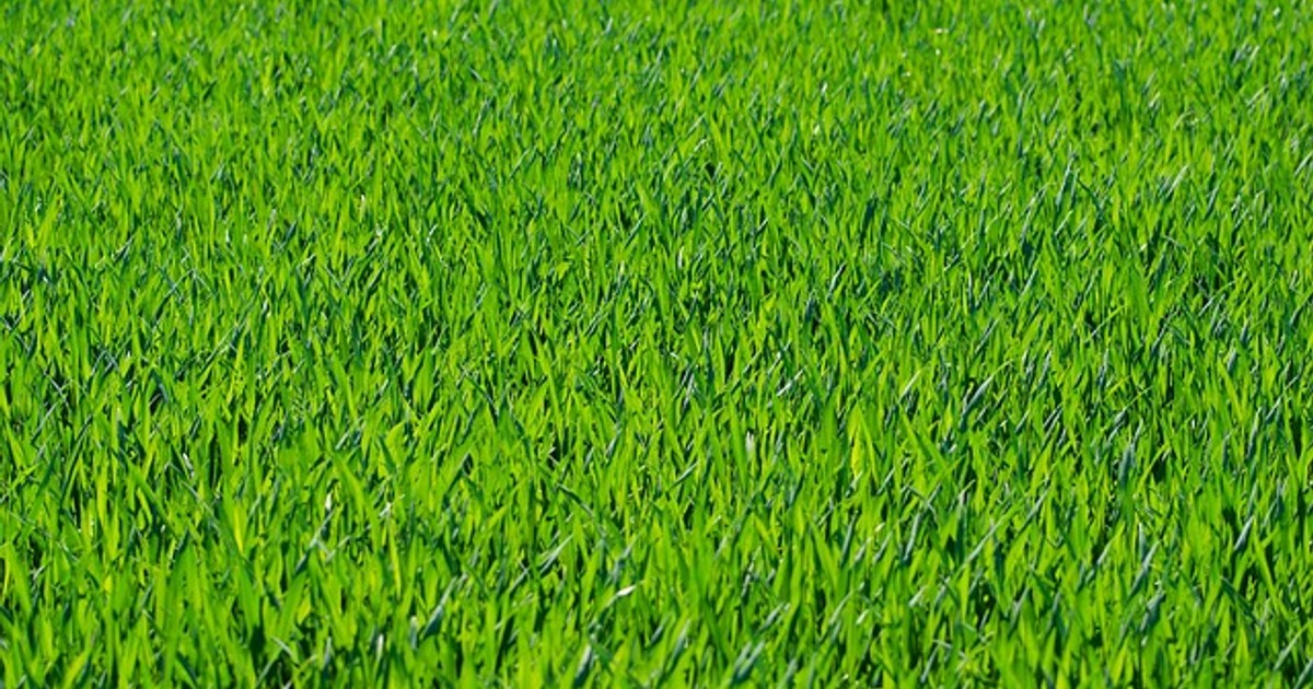 grass