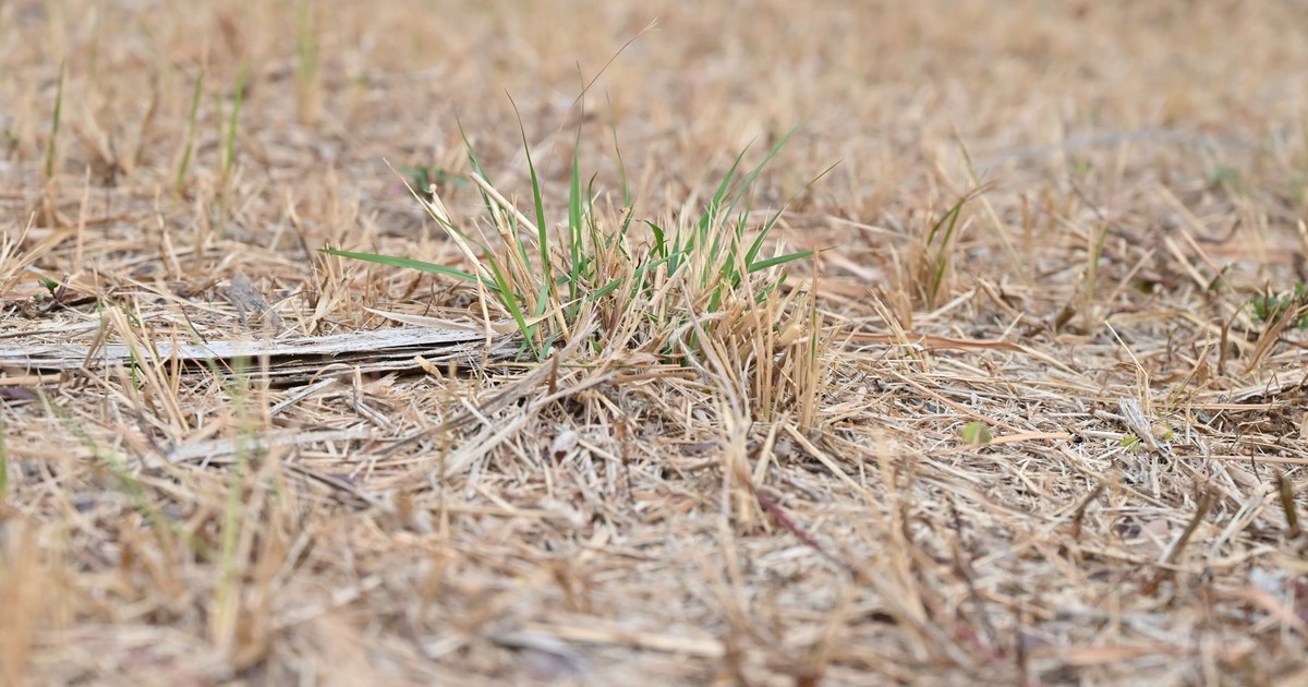 A close-up of dry grass and sparse green sprouts, depicting drought effects.