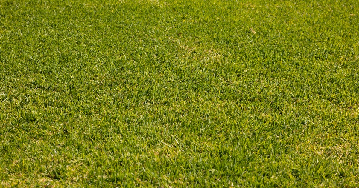 Close-up of a well-maintained green lawn depicting lush grass texture ideal for backgrounds.