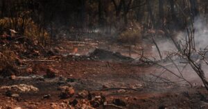 Scientists Have Mapped Out How Humanity Will End — and It Isn't Pretty A devastated forest area with charred trees and smoky ground after a wildfire.