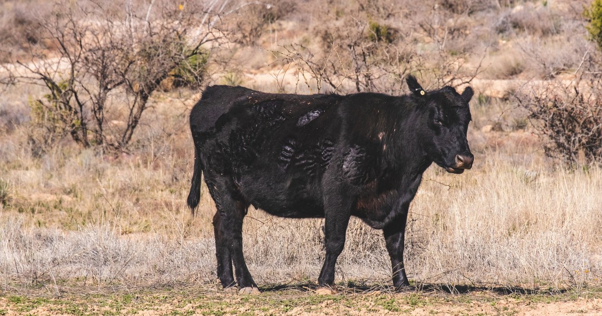 Black Angus cow standing in a serene rural pasture surrounded by dry grass and sparse vegetation.