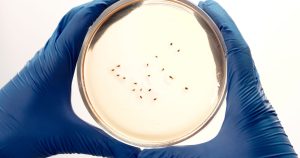 Blue-gloved hands hold a petri dish with bacterial colonies, showcasing a microbiology lab setting.