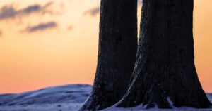 What Your Sunrise and Sunset Would Look Like If the Daylight Saving Bill Passes Silhouette of trees against a vibrant winter sunrise sky.