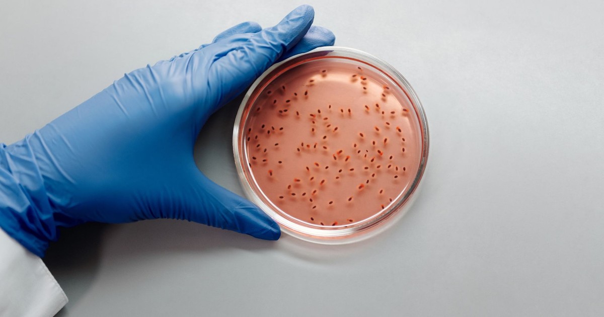 A scientist with blue gloves examines a bacterial culture in a petri dish in a laboratory setting.