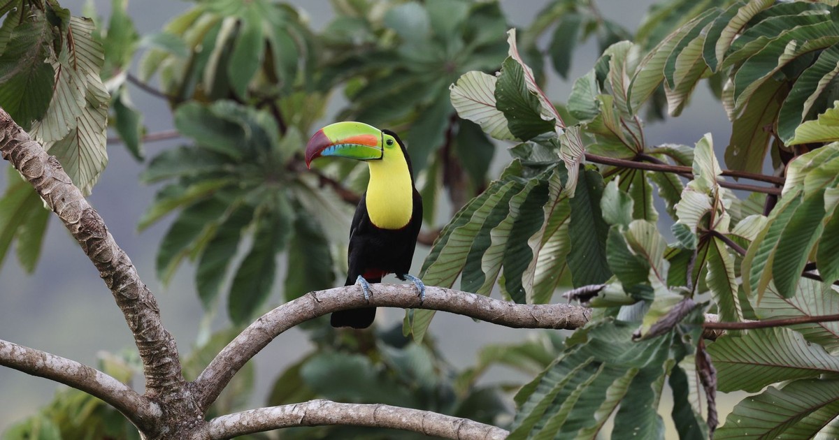 A colorful keel-billed toucan perched among lush green foliage in a tropical forest setting.