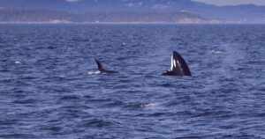 Orcas swimming in the Pacific Ocean near British Columbia's lush coastline.