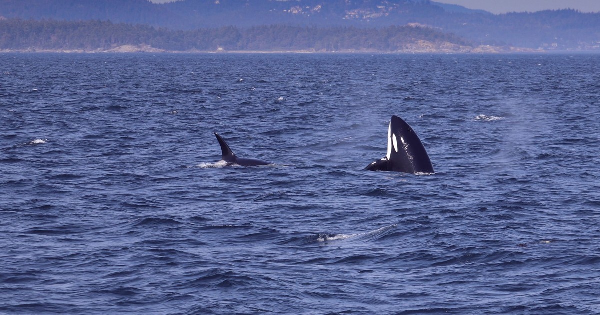 Orca Attacks Are Spreading " Here's What's Actually Going On