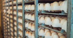 The Exact Amount of Time Eggs Actually Last in Your Fridge Rows of fresh eggs stored in an industrial rack system. Ideal for agricultural and food storage themes.