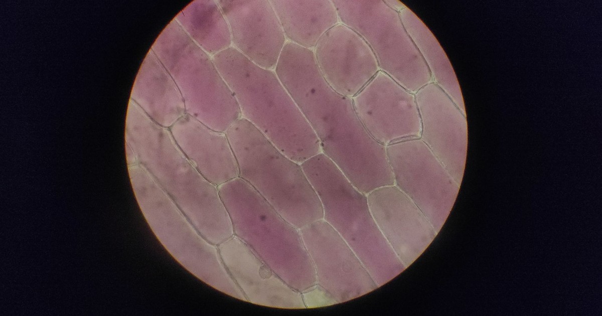Detailed image of onion epidermal cells under a microscope.