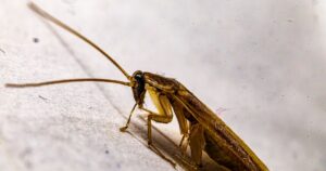 Detailed macro photograph of a brown cockroach resting on a white surface, showcasing its textures and details.