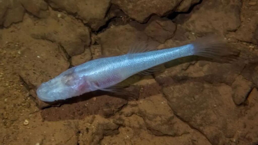 Demon cave fish 