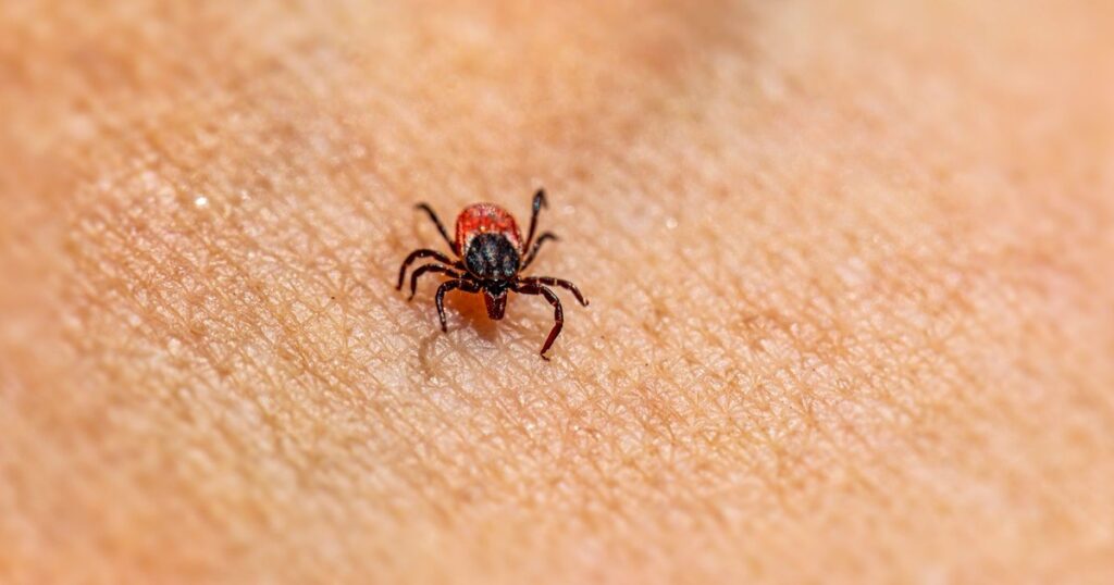 First Bourbon Virus Case Confirmed in New York — What You Need to Know - Featured image