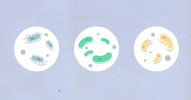 Gut Bacteria May Have a Bigger Role in Parkinson’s Than Anyone Realized - Featured image