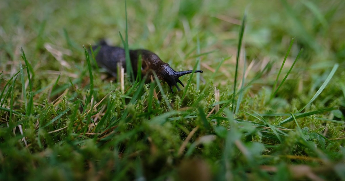 Close-up photo of a slug crawling on green grass in a backyard garden.