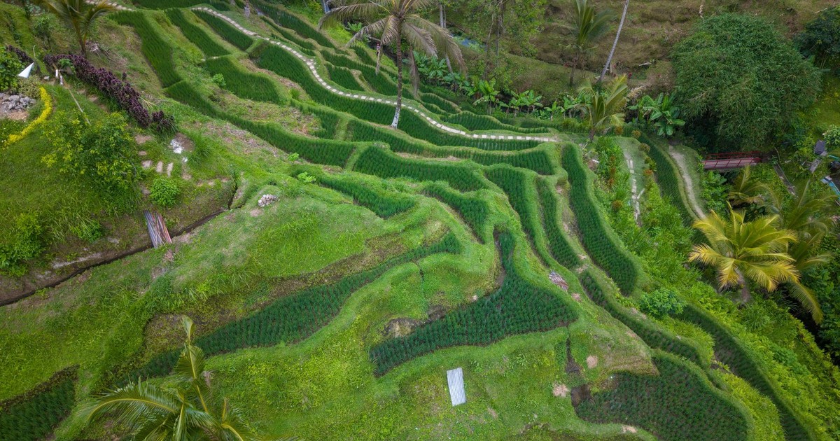 Aerial view of lush green terraced rice fields in Bali, Indonesia, showcasing natural beauty and agriculture.