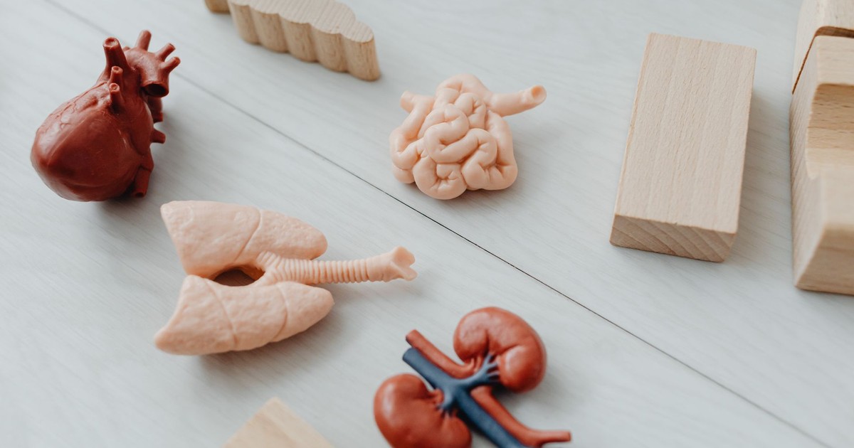 Close-up of anatomical organ models with wooden blocks, ideal for learning.