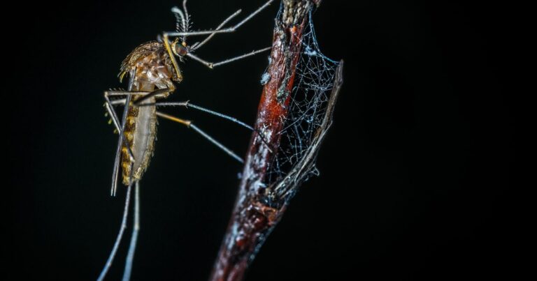 Dengue Fever Is Spreading Locally in Florida — Here’s What to Know Now - Featured image