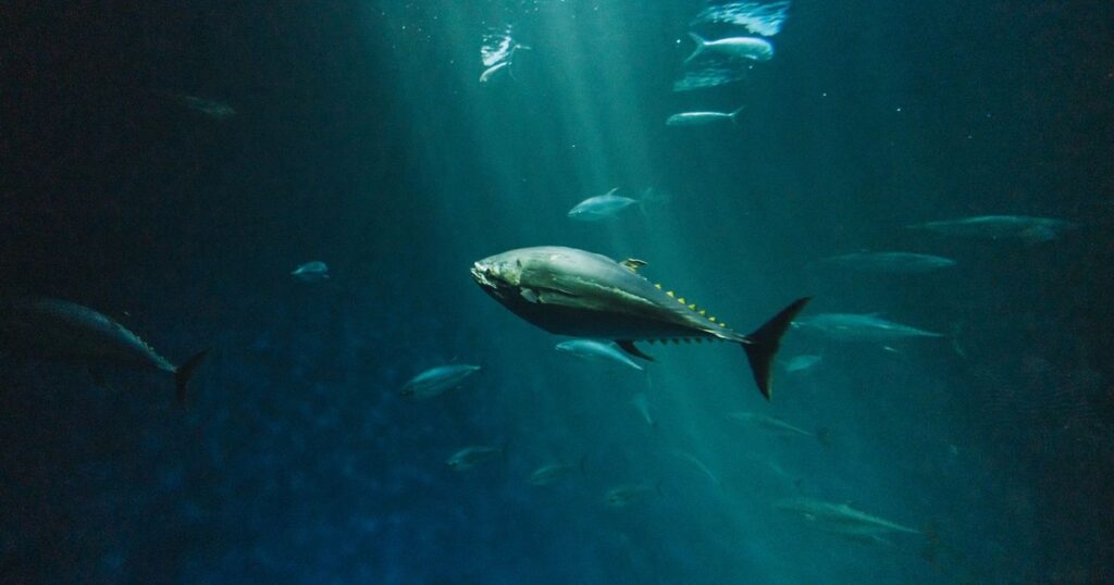 Scientists Find Parasites in Virtually All Fish From a Recent Tuna Haul, With 96% Infected - Featured image