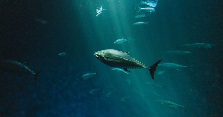 Scientists Find Parasites in Virtually All Fish From a Recent Tuna Haul, With 96% Infected - Featured image