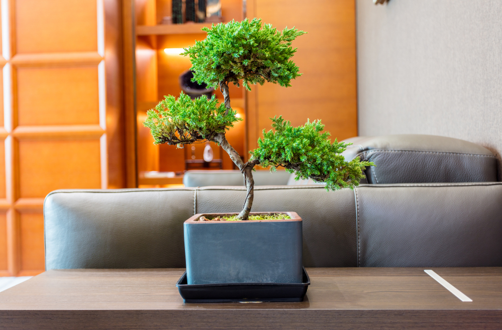 Leather sofa and plant in office