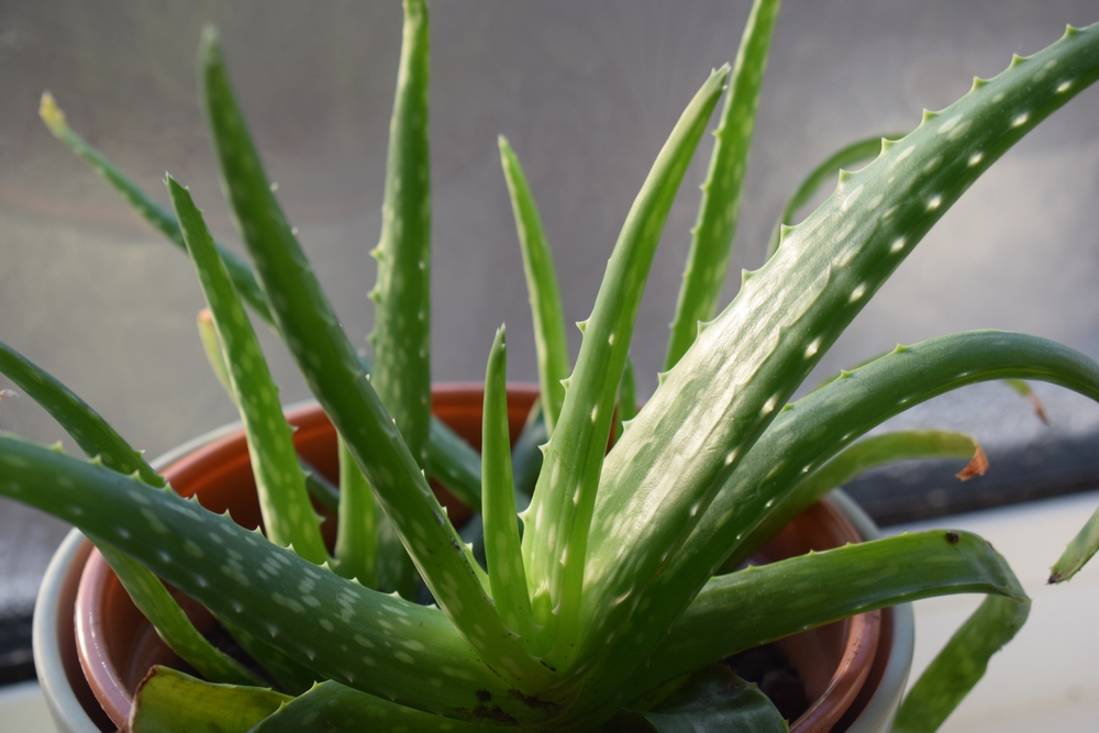 Close-up of an Aloe Vera plant at sunset, on a windowsill in a house. Serrated leaves with pale spots. Brown plastic inner and cream ceramic outer pots. Winter sunlight. December 2023.
