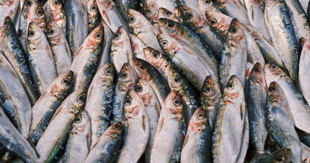 Is Oily Fish Really Good for You? Why Fish and Fish Oil Aren’t the Same Thing - Featured image